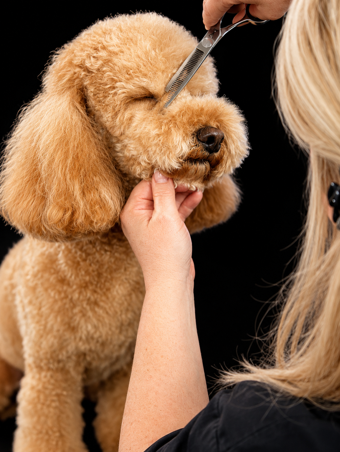 A groomer scissor-trimming the fur around a poodle's eyes and muzzle