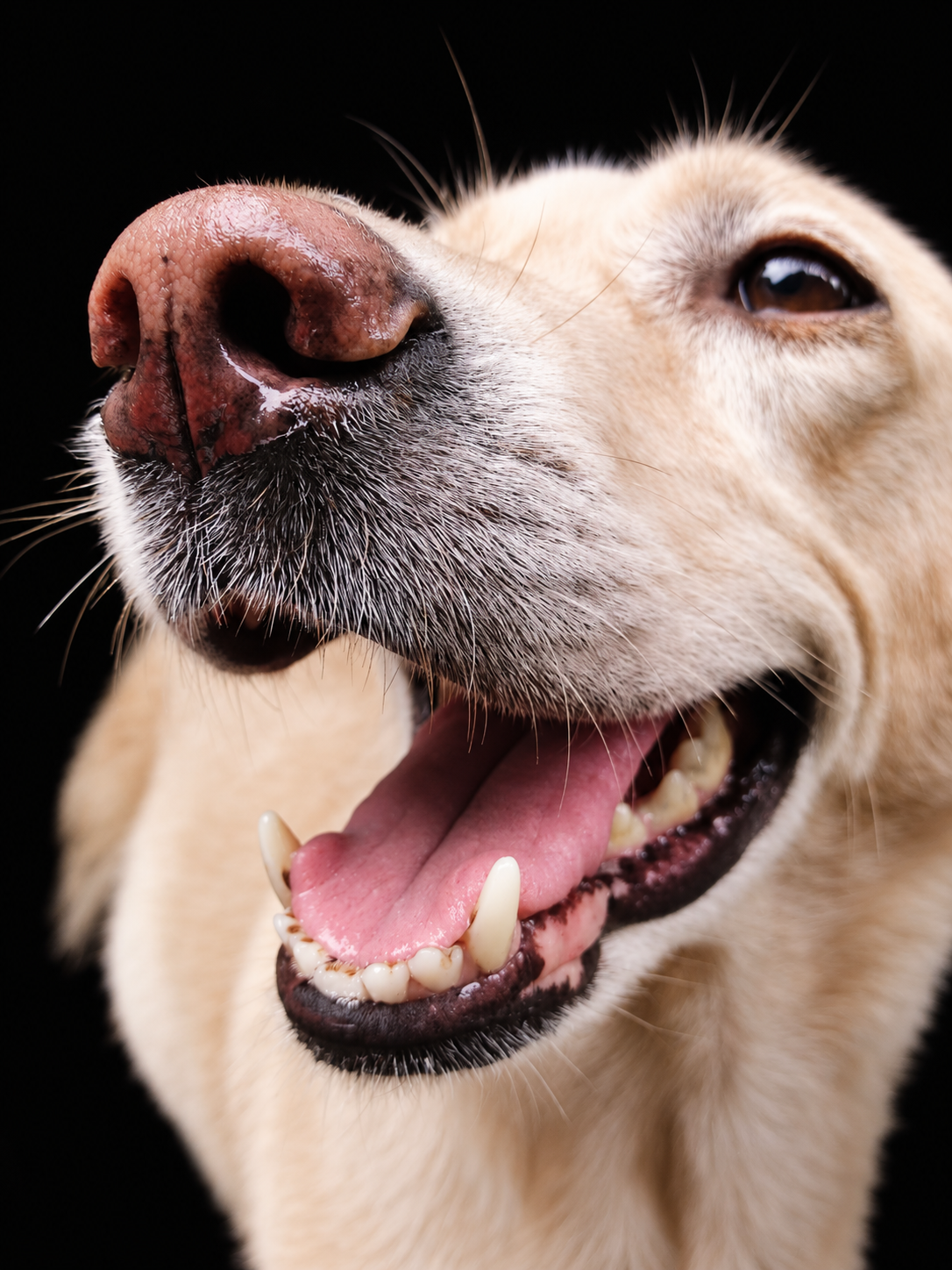 White teeth happy dog