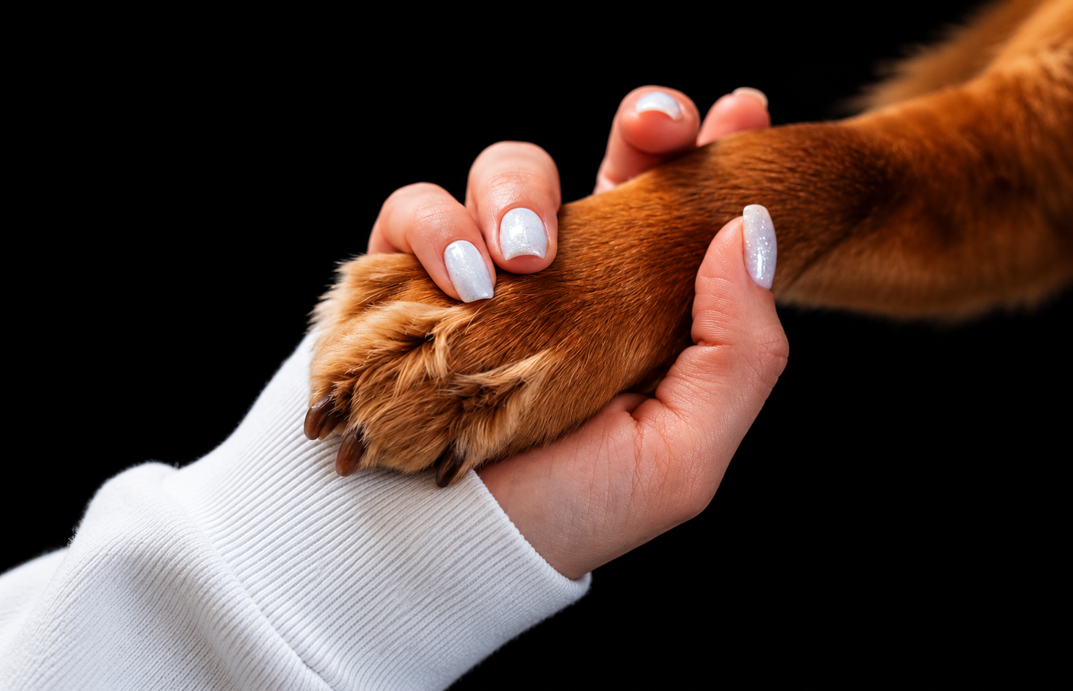 Holding a dogs paw ready to be trimmed
