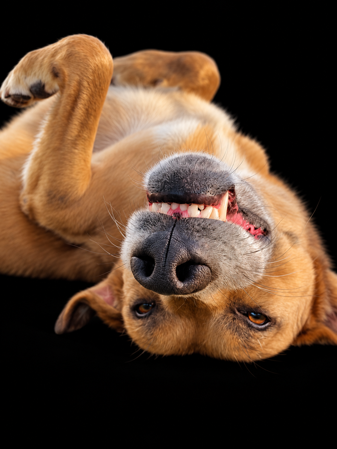 Upside down happy dog