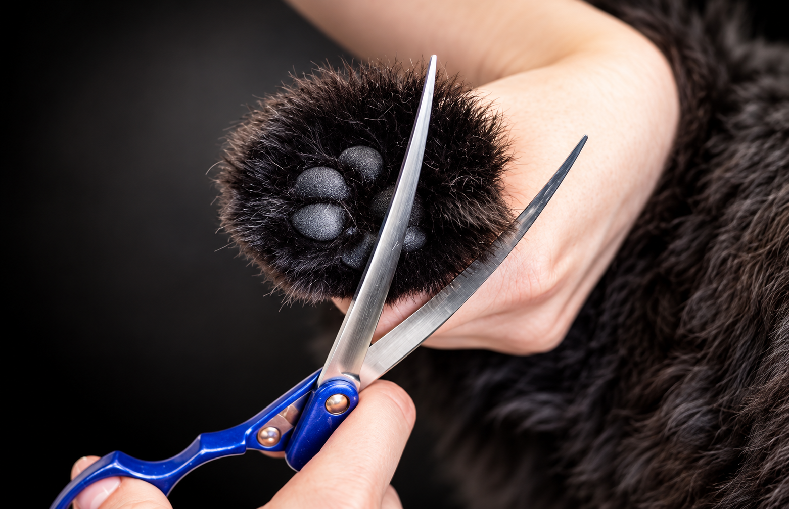 Black dog having its paw trimmed