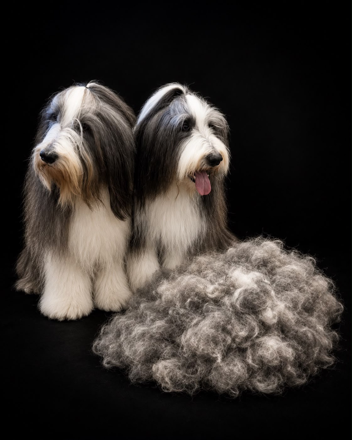 Two bearded collies beside a huge pile of brushed-out fur