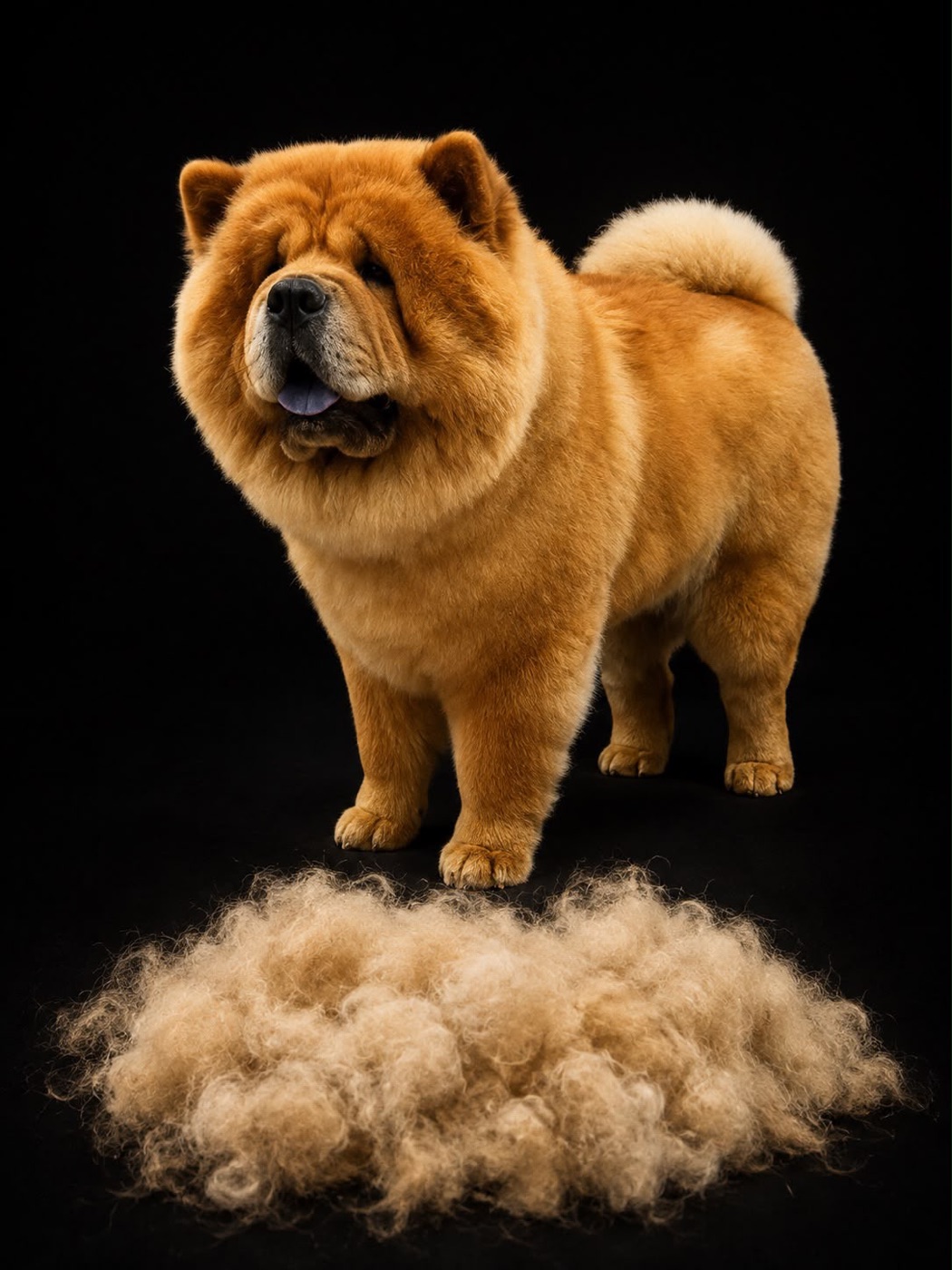 A very fluffy chow chow mid-groom, with a big pile of trimmed fur