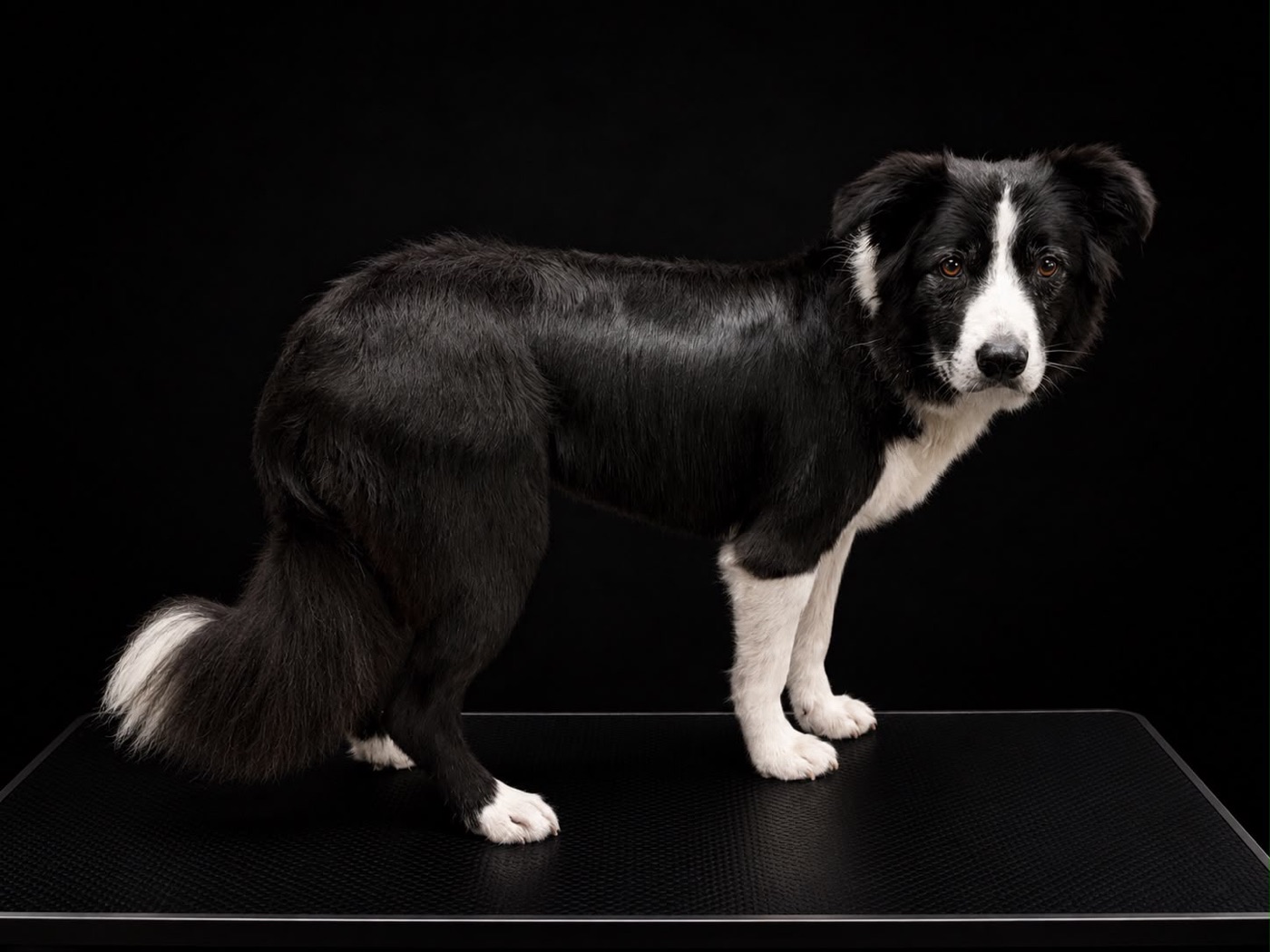 Border collie standing on the grooming table after a brush out