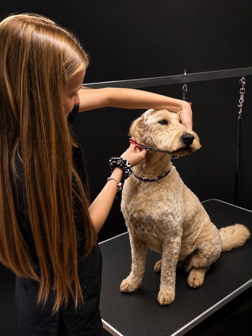 Groomer settling a labradoodle on the grooming table