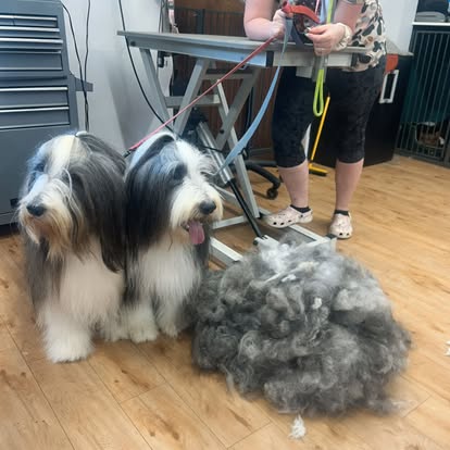 Two bearded collies standing on the salon floor beside a pile of brushed-out fur