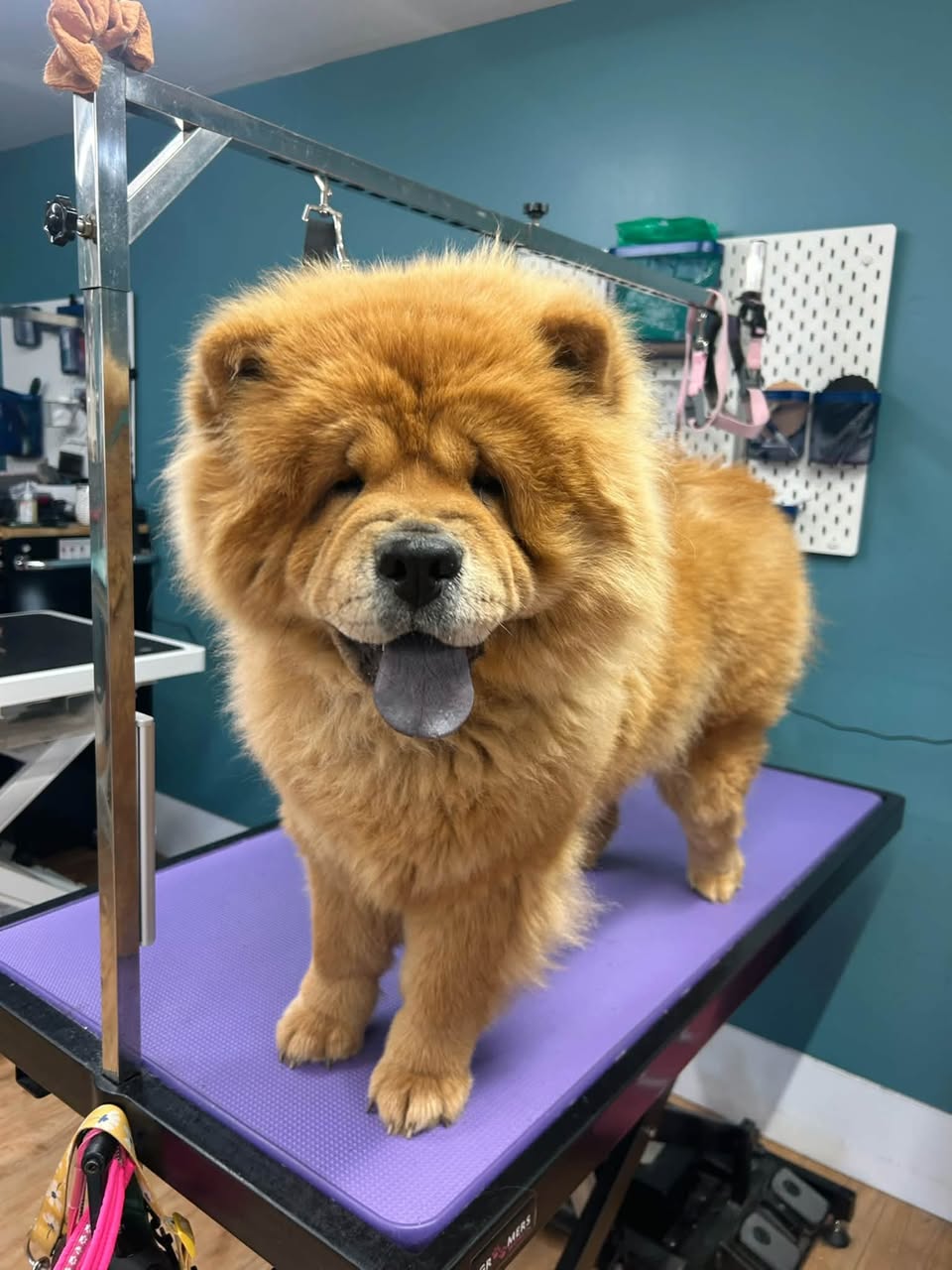 A freshly groomed chow chow standing on the grooming table in the salon