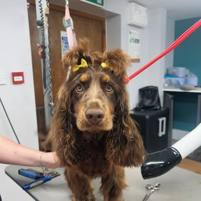 A cocker spaniel in the salon with its ears clipped up, ready for a trim