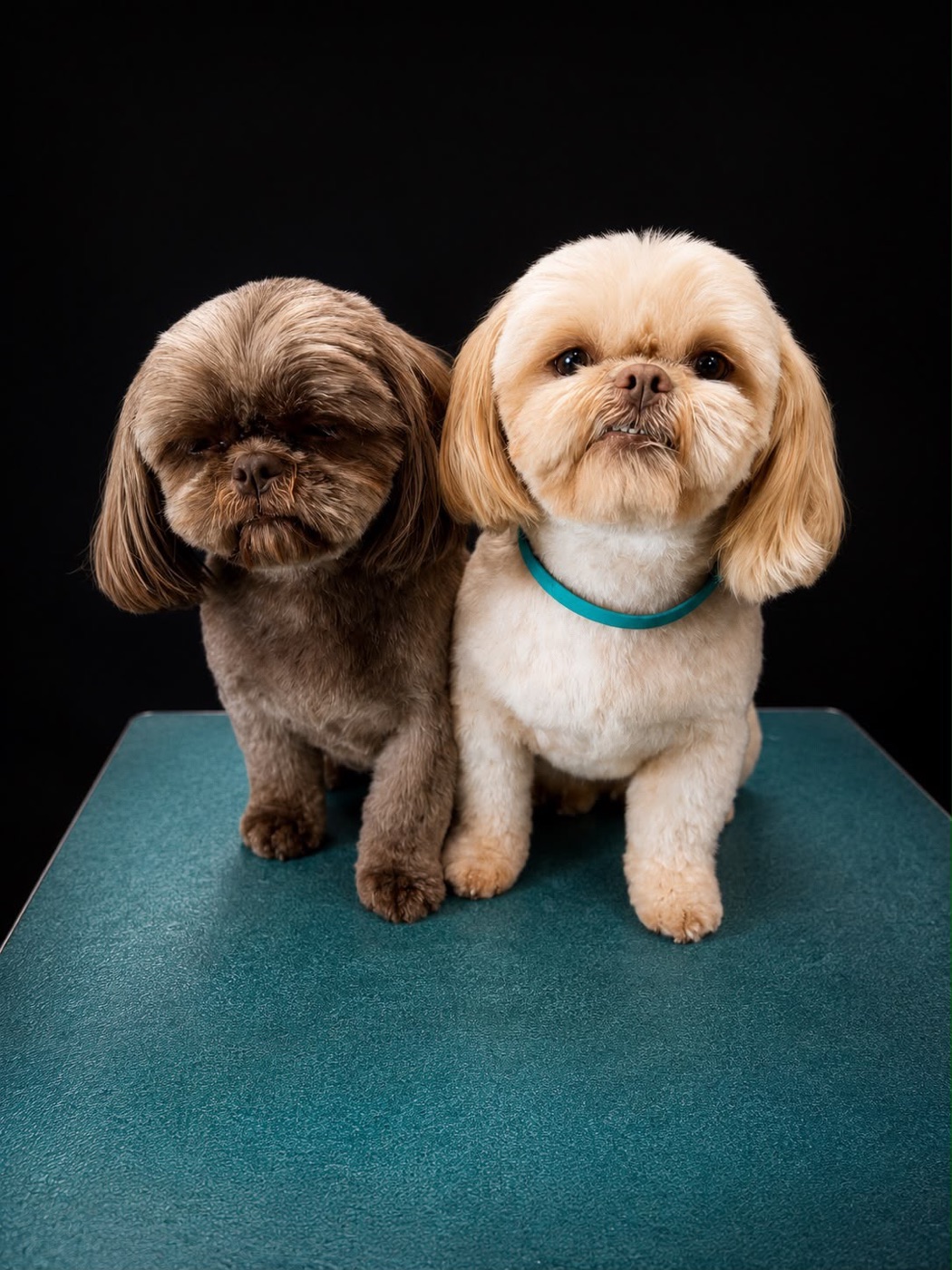 Two shih tzus sitting together after their groom