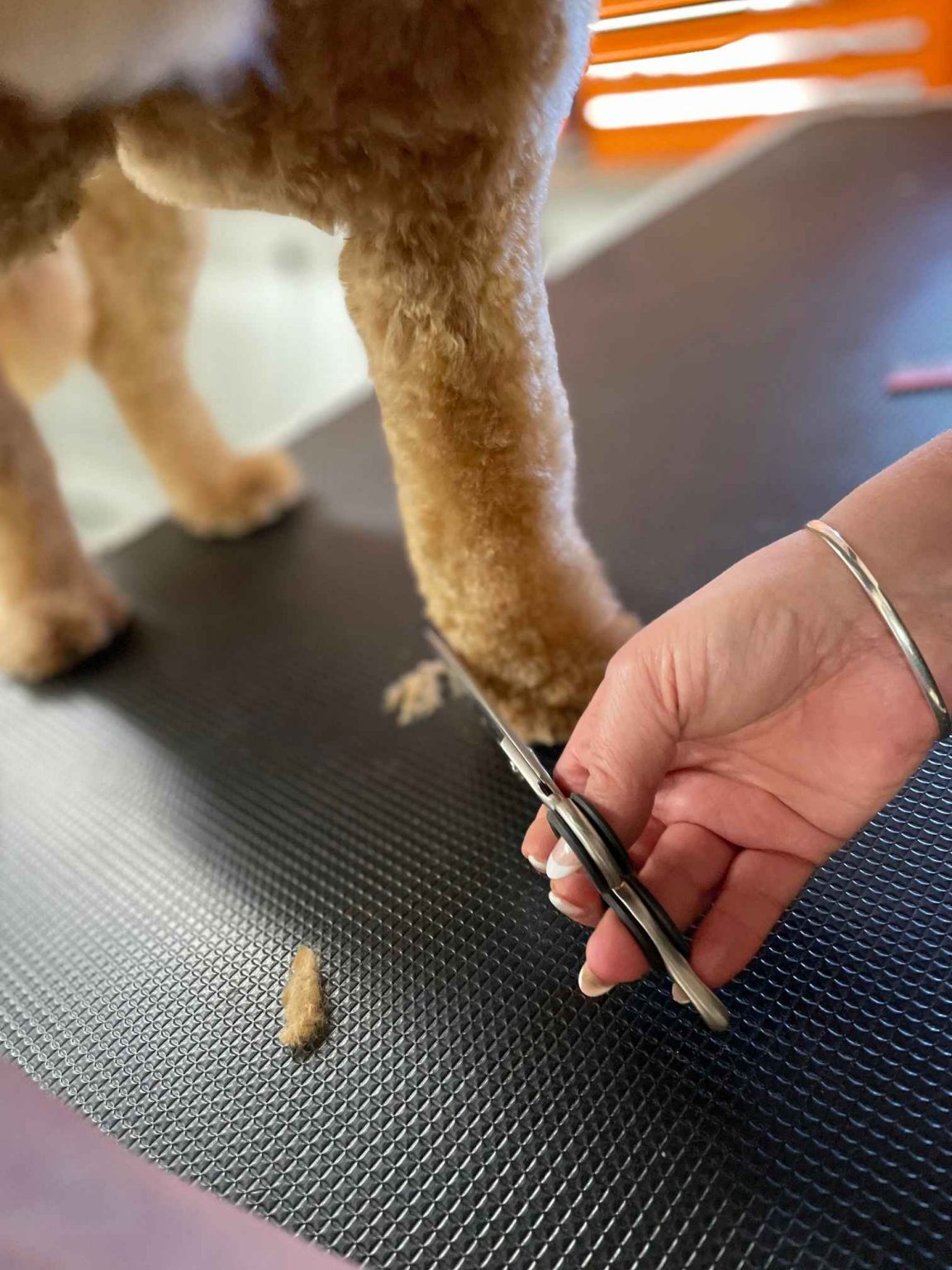 Dog Grooming Cost The Groom Pad Dog Grooming in Exeter