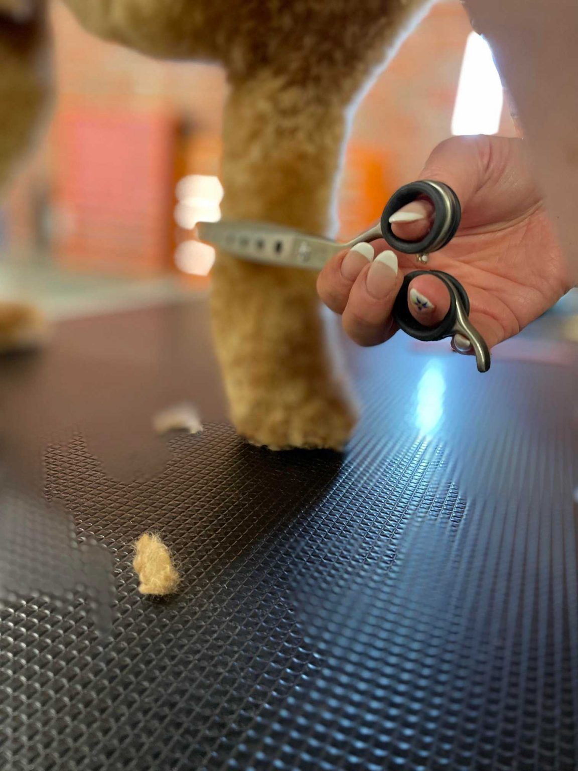 The Groom Pad Dog Grooming in Exeter The Groom Pad Dog Grooming