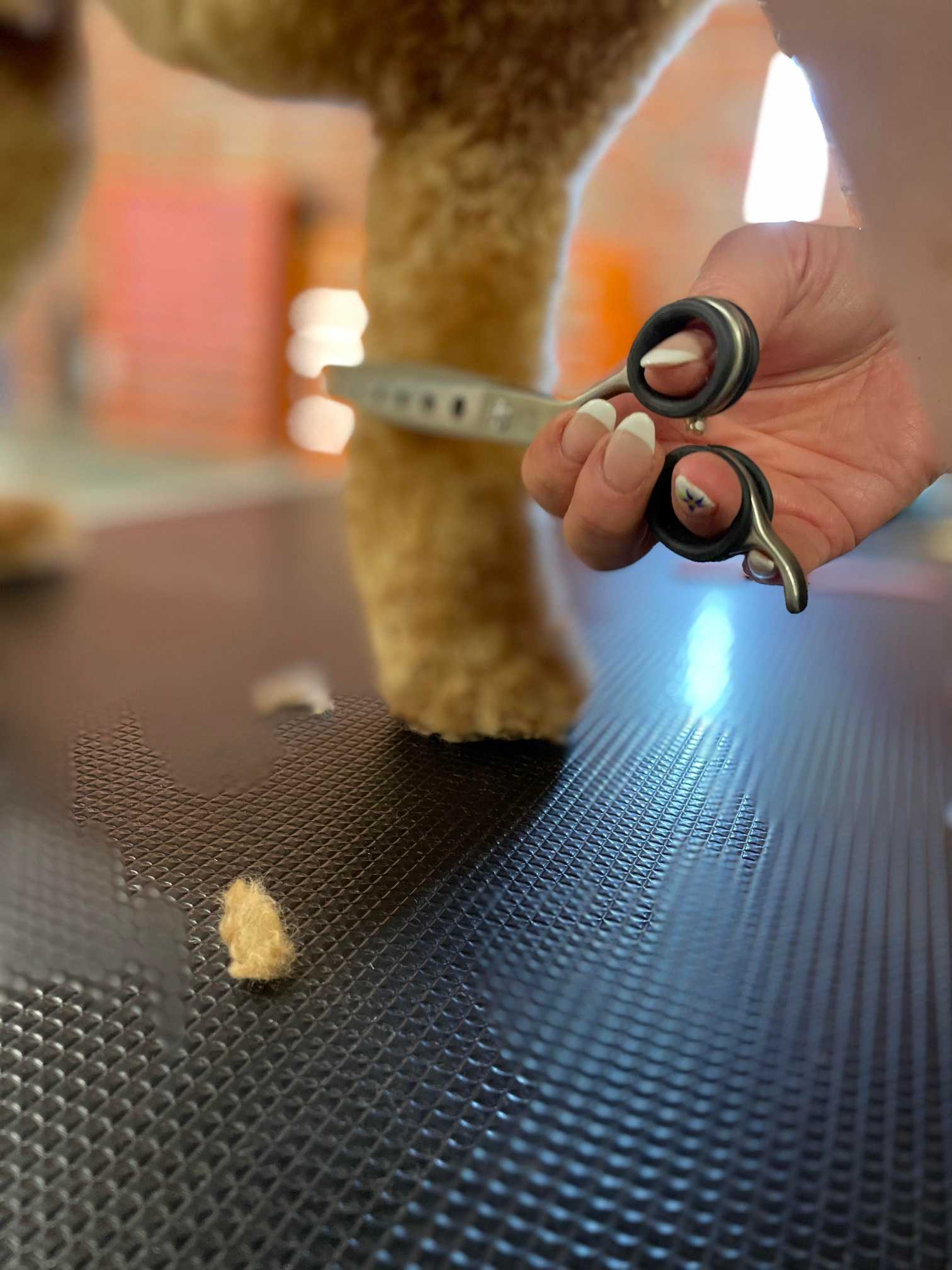 The Groom Pad Dog Grooming in Exeter The Groom Pad Dog Grooming in Exeter