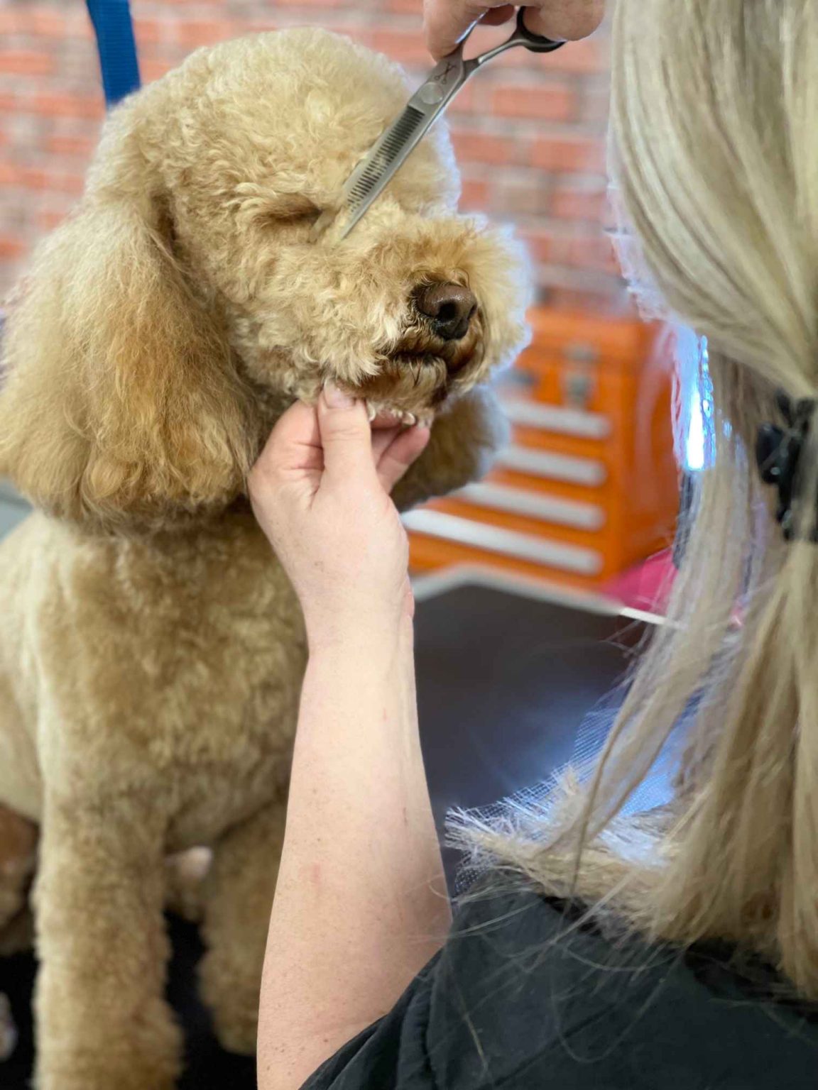 The Groom Pad Dog Grooming in Exeter The Groom Pad Dog Grooming