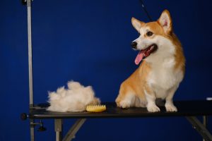 Corgi sitting on a grooming table with a brush and pile of dog hair next to them