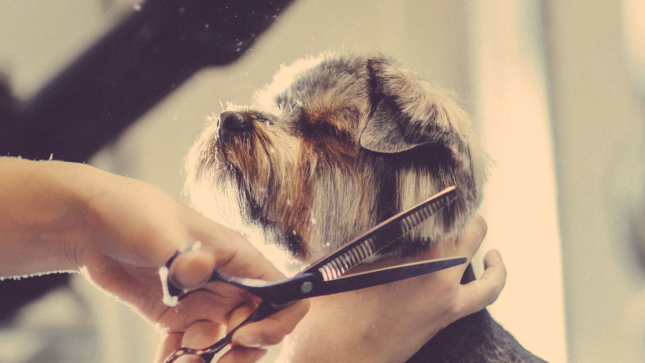 Dog Grooming Cost The Groom Pad Dog Grooming in Exeter